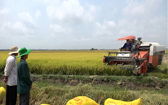 Nông dân xã Thường Thới Tiền, huyện Hồng Ngự, tỉnh Đồng Tháp thu hoạch lúa. Ảnh: MINH THI