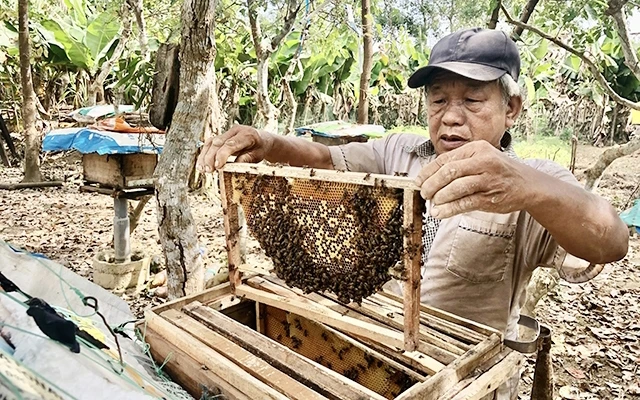 Từ nguồn vốn vay ưu đãi, người dân ở xã Vĩnh Ninh, huyện Quảng Ninh (tỉnh Quảng Bình) đã phát triển mô hình nuôi ong lấy mật đem lại thu nhập ổn định.