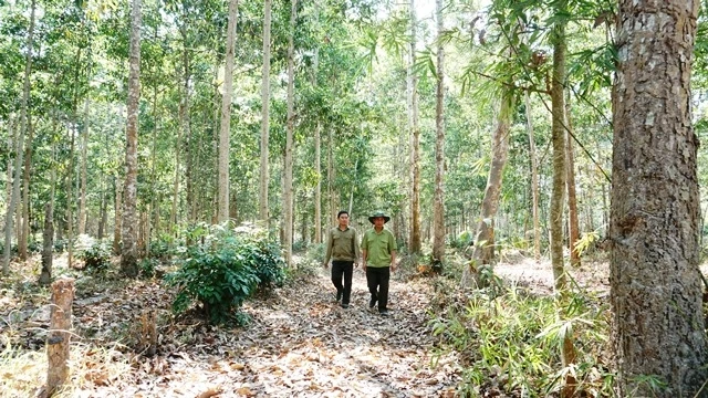 Rừng trồng lại trên đất quy hoạch lâm nghiệp ở Tây Ninh. 