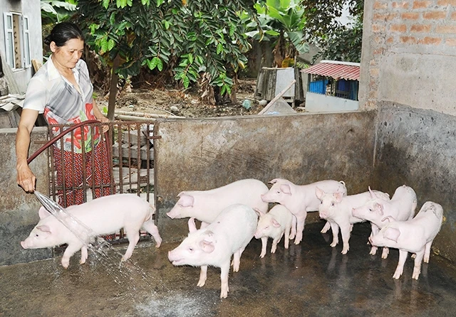 Người dân xã Bắc Sơn, huyện An Dương (Hải Phòng) đầu tư, chăm sóc đàn lợn, nhằm thúc đẩy tái đàn trong thời gian tới. Ảnh: NGUYỄN DŨNG