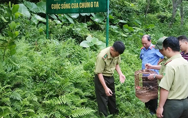 Ban quản lý Khu bảo tồn Thần Sa - Phượng Hoàng thả động vật hoang dã về rừng.