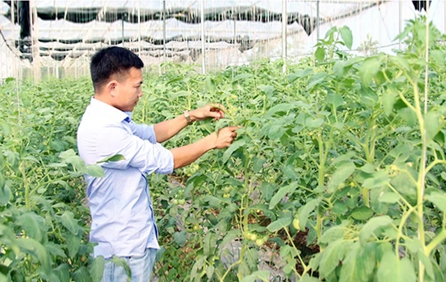 Nông dân HTX Nông nghiệp hữu cơ công nghệ cao Liêm Anh, huyện Tiên Du (Bắc Ninh) chăm sóc cà chua trồng theo mô hình công nghệ cao. Ảnh: HOÀNG LÊ 