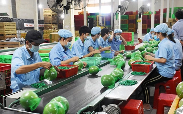  Thành viên Hợp tác xã bưởi da xanh Quới Sơn, huyện Châu Thành (Bến Tre) sơ chế bưởi xuất khẩu theo công nghệ mới. Ảnh: CẨM TRÚC