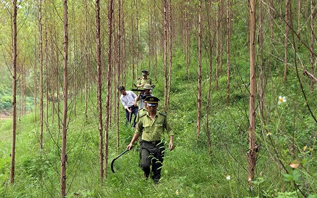  Lực lượng kiểm lâm tỉnh Bắc Giang phối hợp chủ rừng chăm sóc rừng trồng cây gỗ lớn. Ảnh: VŨ VĂN