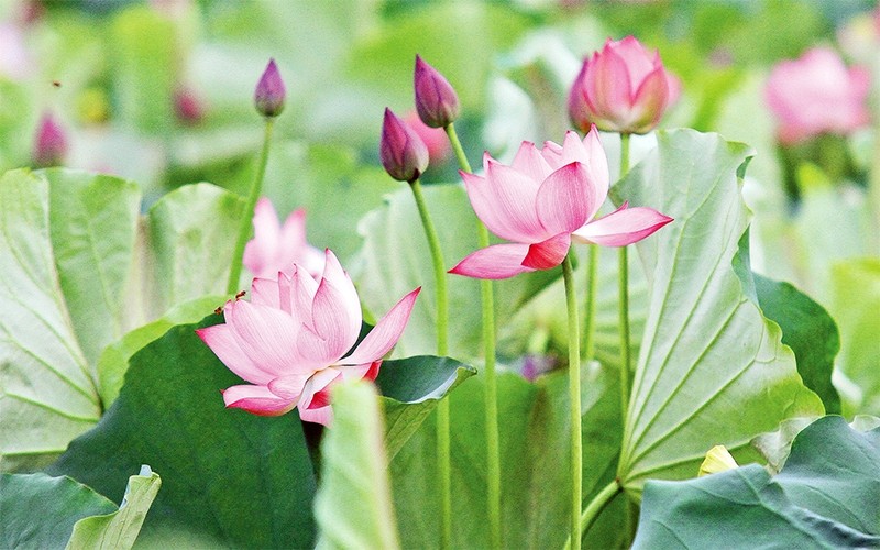 Hương sen Hồ Tây là một trong những hương thơm đẹp nhất của Hà Nội. Với tông màu trắng tinh khiết và hương thơm dịu nhẹ, hoa sen Hồ Tây là nguồn cảm hứng lý tưởng cho những người yêu thích nghệ thuật, làm đẹp, và tìm kiếm sự bình yên trên đất Hà Thành.