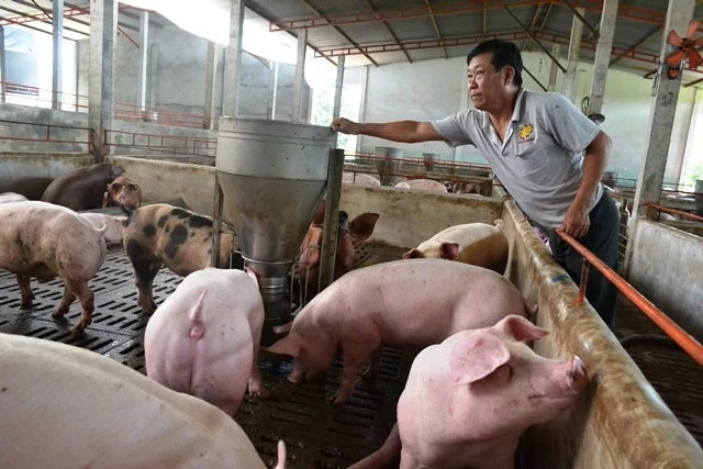 Người chăn nuôi ở Đồng Nai gặp khó khi tái đàn lợn.