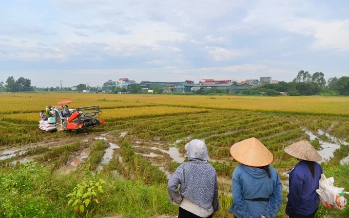 Từ rạng sáng, người dân xã Cự Khê (huyện Thanh Oai) đã có mặt tại các cánh đồng để thu hoạch lúa.