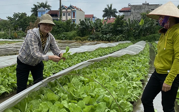 Hợp tác xã nông nghiệp Ba Chữ (Đông Anh) sản xuất rau sạch.