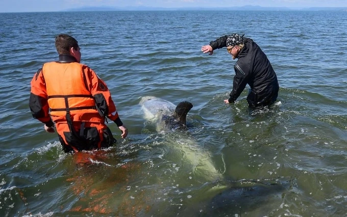 Giải cứu cá heo xám bị mắc cạn ở vùng vịnh Melkovodnaya, ngoại ô Vladivostok.
