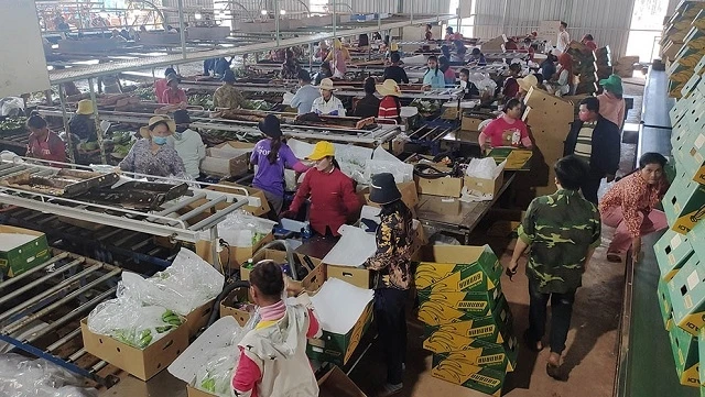 Một doanh nghiệp Việt Nam tại tỉnh Kratie vẫn bảo đảm tốt việc làm cho công nhân bản địa giữa đại dịch Covid-19.