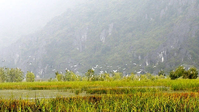 Đàn cò trên vùng ngập mặn đầm Vân Long.
