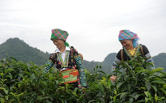  Mô hình trồng chè góp phần nâng cao đời sống người dân huyện Mù Cang Chải (Yên Bái). Ảnh: Nguyễn Duy
