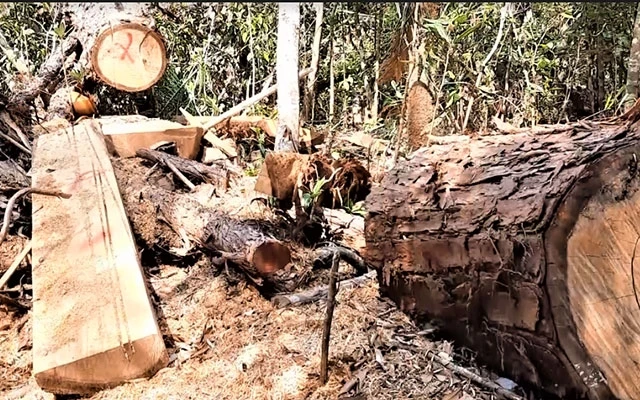 Hiện trường rừng pơ-mu tại tiểu khu 1219 thuộc lâm phần quản lý của Công ty lâm nghiệp Krông Bông quản lý bị tàn phá.