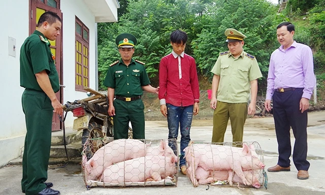 Cán bộ Đồn Biên phòng Lũng Cú (Hà Giang) phối hợp lực lượng chức năng bắt giữ đối tượng vận chuyển lợn trái phép. Ảnh: DUY TÙNG