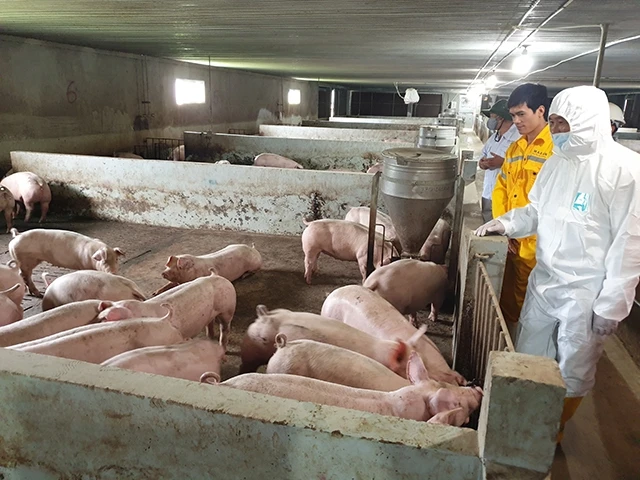 Kiểm tra đàn lợn thịt và lợn giống (ngoại) tại Công ty Masan Meat Life (Quỳ Hợp, Nghệ An).