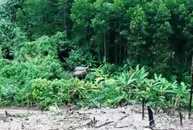 Hai cá thể voi rừng vừa phát hiện ở huyện Hiệp Đức.