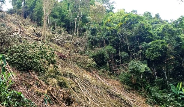 Hiện trường vụ phá rừng sản xuất là rừng tự nhiên ở xã Dương Quang (TP Bắc Kạn) đầu tháng 6.