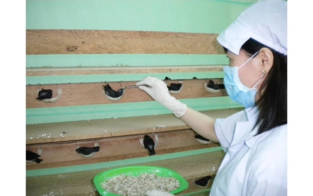Chăm sóc chim yến non ấp nở tại Công ty Yến sào Khánh Hòa.