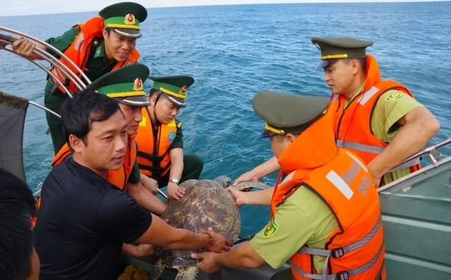 Các lực lượng tham gia tiến hành thả cá thể đồi mồi quý hiếm trở về đại dương.