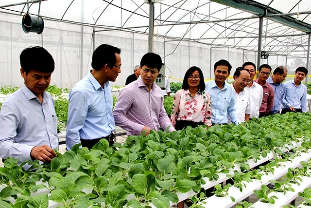 Mô hình trồng rau thủy canh của HTX An Tâm Farm xã Xuân Hải (Nghi Xuân) được nhiều địa phương, đơn vị tham quan, học tập.