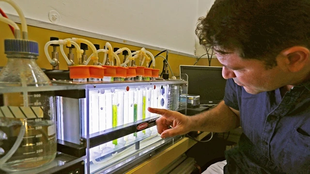 Thí nghiệm sản xuất điện từ tảo. Ảnh: AFP