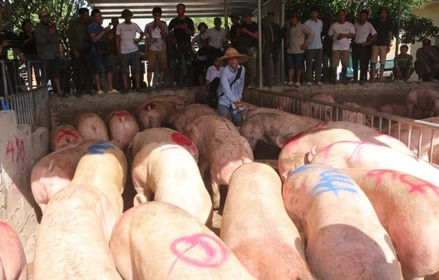 Lợn sống nhập khẩu từ Thái Lan về tiêu thụ tại chợ đầu mối gia súc, gia cầm Hà Nam.
