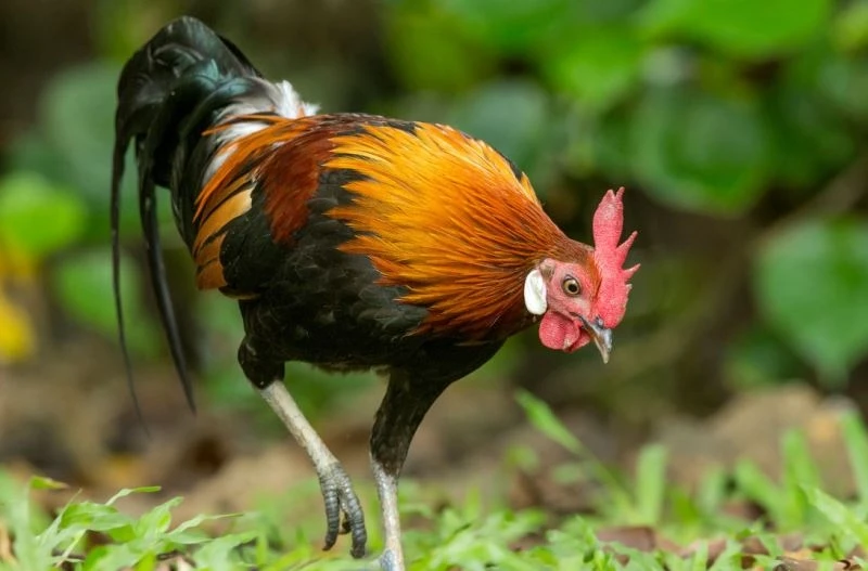 Một phân loài của gà rừng đỏ (Gallus gallus spadiceus), được tìm thấy ở phía bắc Đông Nam Á, có khả năng dẫn đến những con gà được thuần hóa đầu tiên.