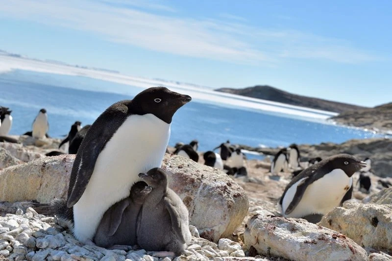 Chim cánh cụt Adelie ở vịnh Lutzow Holm, Nam Cực, dễ dàng tiếp cận thức ăn, tăng trọng lượng cơ thể và sinh sản thành công trong mùa hè không có băng. Ảnh: Viện nghiên cứu vùng cực Nhật Bản.