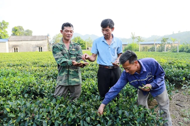 Nông dân xã Tân Linh, huyện Đại Từ (Thái Nguyên) phun thuốc diệt cỏ làm cho chè không phát triển được.