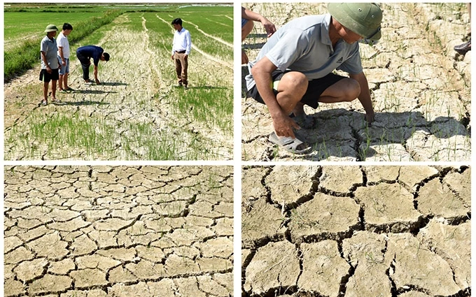 Hơn 115 ha lúa ở xã Hưng Tây, huyện Hưng Nguyên bị khô hạn
