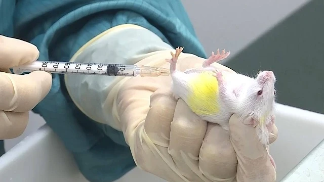 Thử nghiệm thành công vaccine Covid-19 trên chuột
