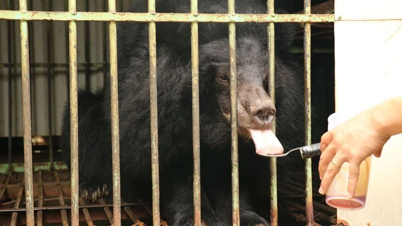 Cá thể gấu cuối cùng được nuôi nhốt tại Gia Lai.