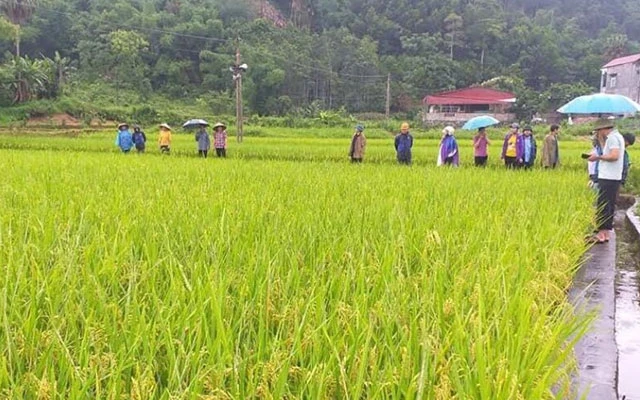 Một thửa ruộng trồng giống lúa Japonica tại huyện Chợ Đồn. (Ảnh: NÔNG VUI)