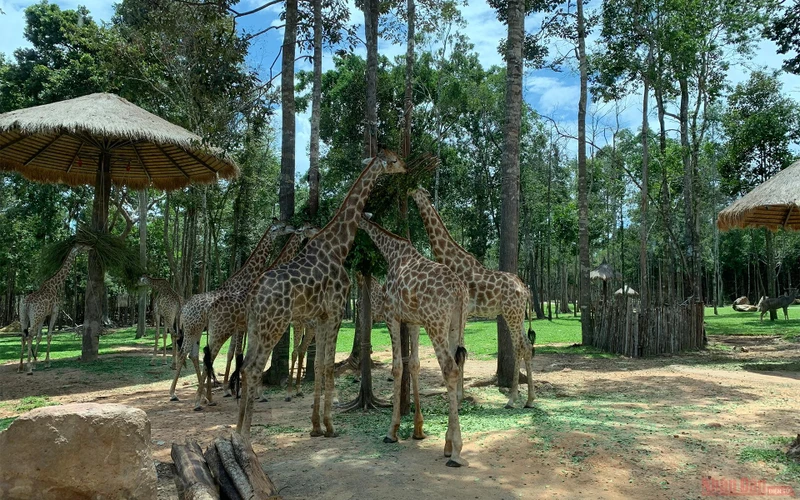 Bầy hươu cao cổ đang thảnh thơi ăn lá, trong Safari Phú Quốc cũng có nhà hàng Hươu cao cổ để du khách nghỉ chân và tiếp xúc trực tiếp với những chú hươu.