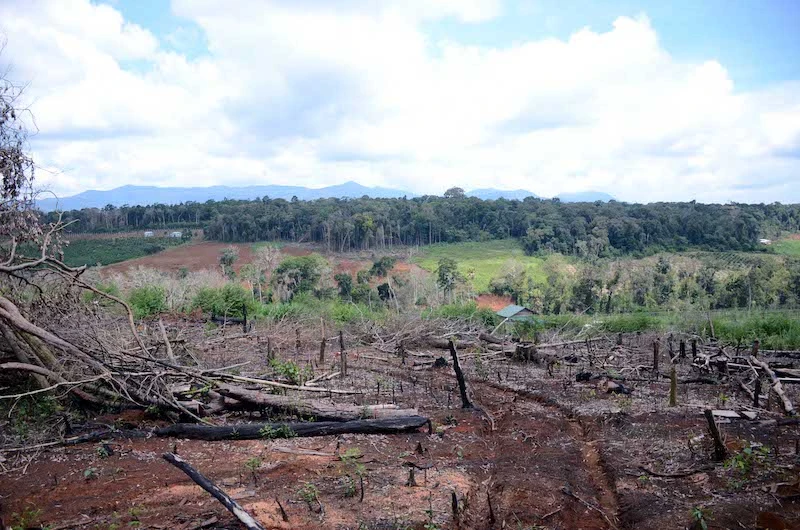 Nhiều diện tích rừng bị phá từ các năm trước nhưng chủ rừng vẫn kê khai để hưởng tiền dịch vụ môi trường rừng.