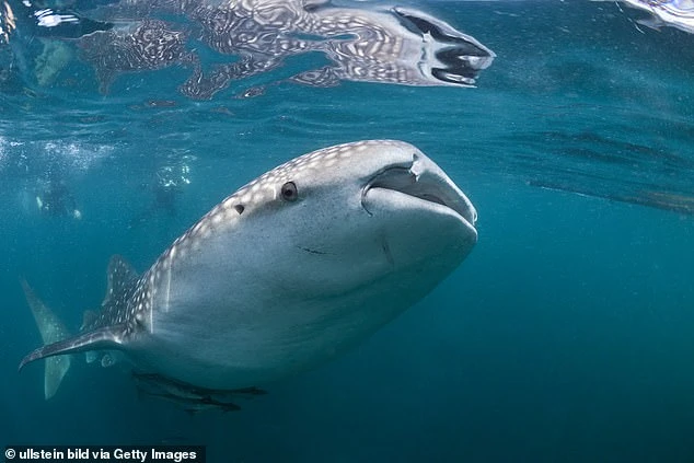 Cá mập voi là loài cá mập lớn nhất, chúng có thể dài tới 18 m. Mặc dù to lớn, chúng vô hại với con người, ăn các sinh vật phù du và một số loại cá. Ảnh: Getty Images.