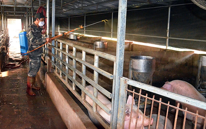 Hộ nuôi lợn tại xã Hải Tiến, TP Móng Cái (Quảng Ninh) phun khử trùng tiêu độc chuồng trại phòng ngừa dịch bệnh. Ảnh: NGUYỄN THANH