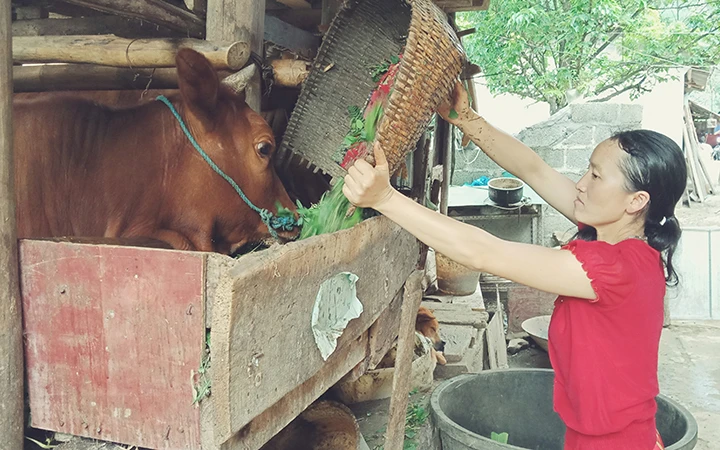 Người dân xã Sà Phìn, huyện Đồng Văn (Hà Giang) được hỗ trợ vay vốn để phát triển chăn nuôi bò.