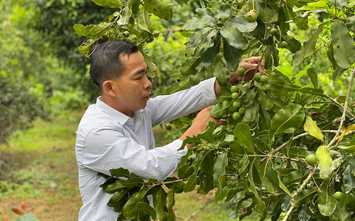 Mô hình trồng cây mắc ca giúp nâng cao thu nhập cho người dân xã Tân Văn, huyện Bình Gia (Lạng Sơn).