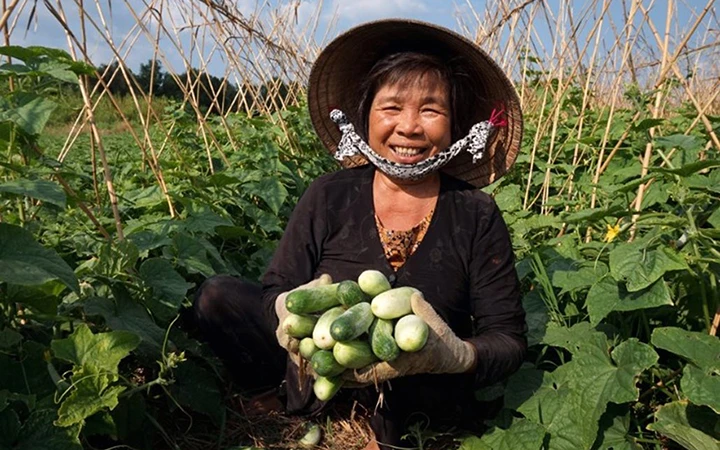 Nhờ trồng dưa leo nhiều hộ dân đồng bào Khmer ở Bạc Liêu không những thoát nghèo mà còn vươn lên làm giàu.