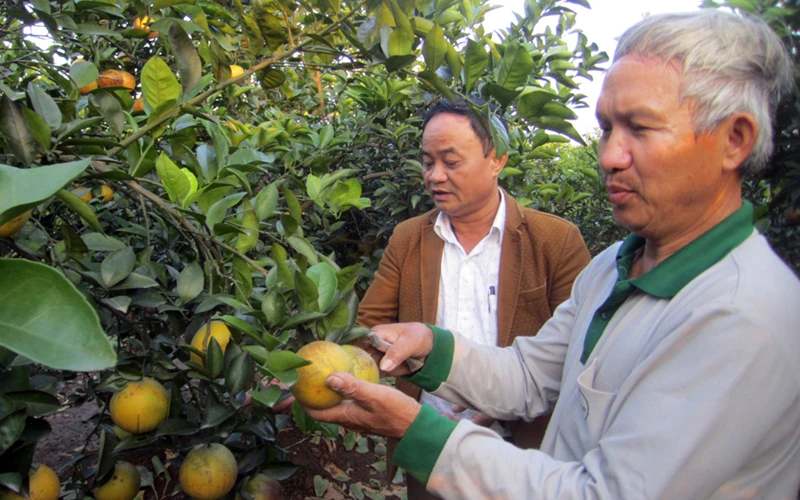 Nông dân xã Tân Dân (huyện Khoái Châu) đầu tư trồng cam, cho thu nhập cao khoảng 350 triệu đồng/ha/năm.