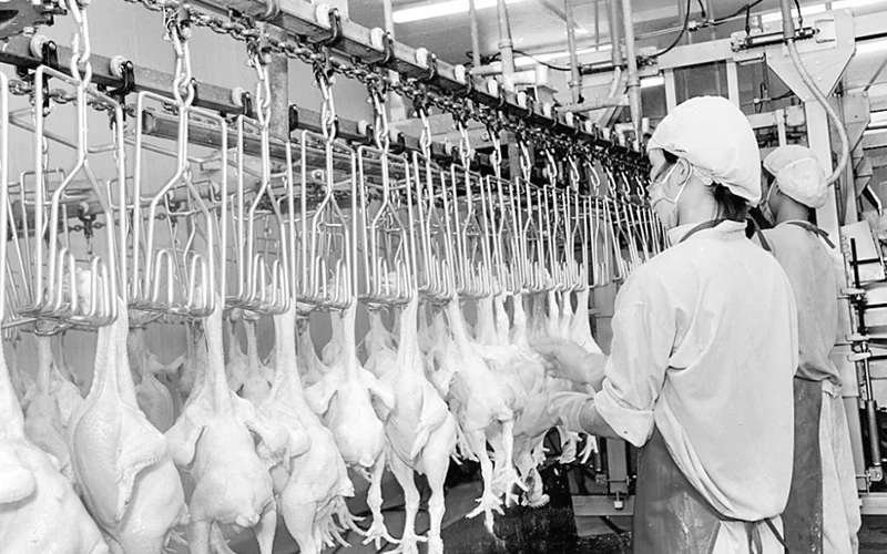 Nhờ thực hiện chuỗi chăn nuôi khép kín, ứng dụng công nghệ cao, các sản phẩm từ thịt gà của Việt Nam đã được xuất khẩu sang thị trường Nhật Bản. Ảnh: THANH THƯ