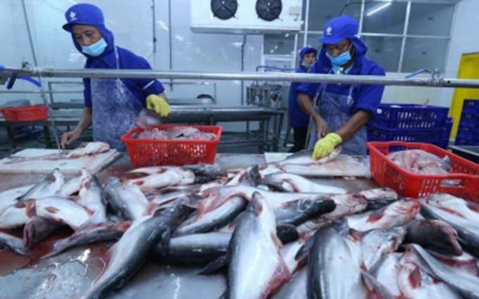 Cá tra, cá basa Việt Nam đang được áp mức thuế thấp do chứng minh không vi phạm các biện pháp phòng vệ thương mại.