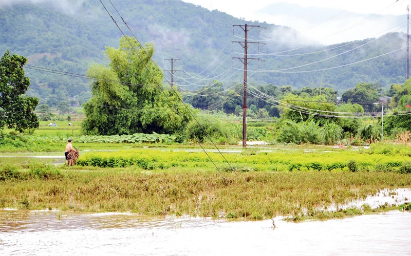 Mưa lớn kéo dài gây ngập lụt, làm hư hỏng một số diện tích lúa mới cấy và rau màu của nhân dân xã Quang Kim, huyện Bát Xát(Lào Cai). Ảnh: ÐINH QUỐC HỒNG 