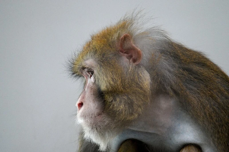 Khỉ vàng thường được sử dụng trong các thí nghiệm khoa học vì sự tương đồng với con người.