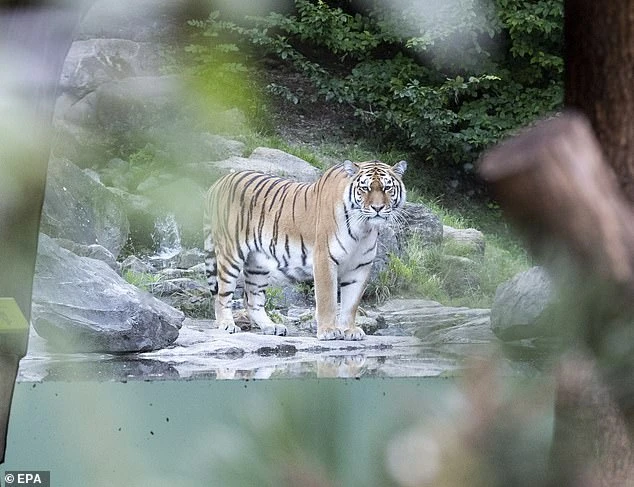 Con hổ Siberia được sinh ra vào năm 2015 tại một sở thú ở thành phố Odense của Đan Mạch và được chuyển đến Zurich một năm trước. 