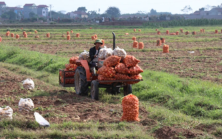 Thu hoạch khoai tây ở huyện Quế Võ.