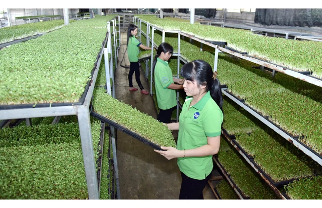 Sử dụng phân bón hữu cơ trồng rau mầm tại Trang trại nông nghiệp HB, xã Xuân Thới Sơn, huyện Hóc Môn (TP Hồ Chí Minh). Ảnh: ĐĂNG KHOA