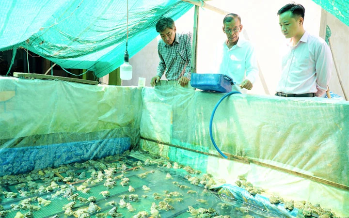 Tổ hợp tác ấp Khoan Tang, thị trấn Long Phú, phổ biến kinh nghiệm mô hình nuôi ếch cho người dân.