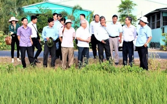 Vùng sản xuất lúa giống ST25 tại thị xã Ngã Năm.